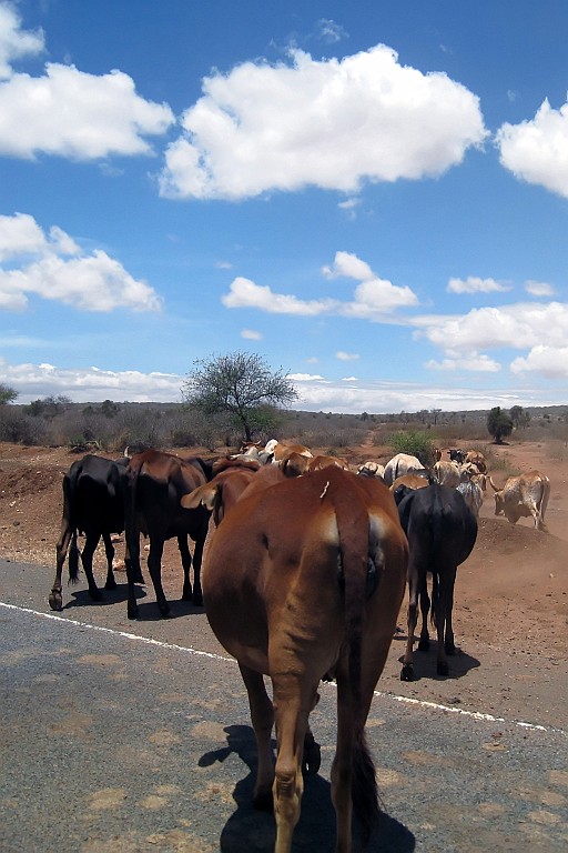 Kenia (23).jpg
